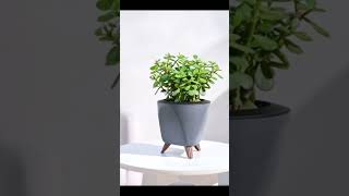 5 Lucky plants for homeIndoor plants luckyplantsforhome positiveenergy airpurifierplants [upl. by Agathe]