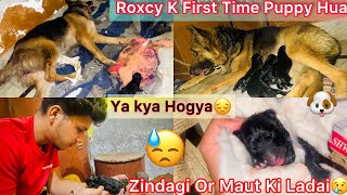 Gsd Giving Birth First Time NewBorn Puppies  Zindagi Or Maut Ki Ladai😔 [upl. by Alegna]