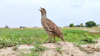 Teetar awaz  dakhni teetar sound  gray francolin teetar voice  mast teetar awaz [upl. by Jeniffer171]