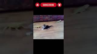 Chat Rigolo Mdr shorts chat mdr rigolo [upl. by Olivann]