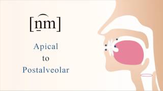 n̠͡m  voiced labialized apical postalveolar nasal stop [upl. by Willmert]