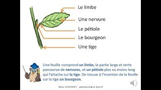 Vocabulaire sur les feuilles des arbres [upl. by Ariela]