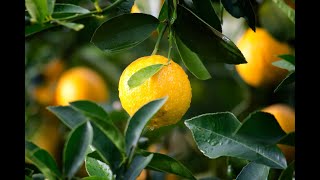 The Benefits of Drinking Lemon Water for Your Body [upl. by Hardie308]