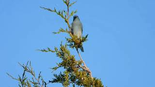 Mountain Bluebirds  lifer [upl. by Rizika]