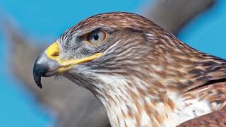 How fast does the ferruginous hawk fly How many eggs does the ferruginous hawk lay [upl. by Ileak]