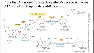 Purinpyrimidine synthesis ribonucleotide reductasefolic acid [upl. by Allesig]