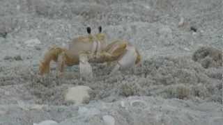 GHOST CRAB OF FLORIDA Ocypode quadrata WHITE CRAB [upl. by Ecirtnom]