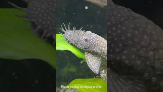 Pleco eating algae wafers CLOSE UP [upl. by Elsie]