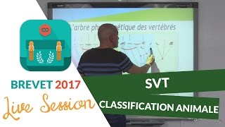 Brevet 2017  Révisions Live de SVT  Classification animale  digiSchool [upl. by Aidne]