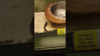 Kingsnake Filmed at the Fernbank Science Center in Decatur GA [upl. by Goraud]