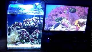 AQUARIUM nano récifal 30 litres 720 p HD [upl. by Ylrak738]