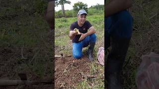 Primera SIEMBRA  en la NUEVA HUERTA 😀😀 yuca mandioca viral campo [upl. by North15]