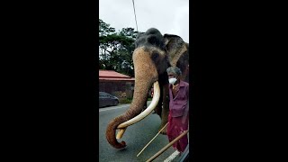 The Elephant King Ceremonial Tusker Nadungamuwe Raja on his way back to his Home in Gampaha [upl. by Marala]