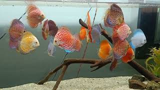 discus fish for sale in kerala [upl. by Adnertal]