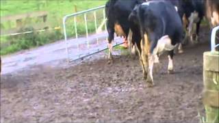 TRAINED ROTTWEILERCATTLE DOG [upl. by Temp]