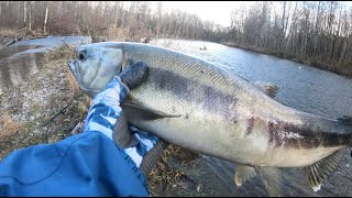 Chum salmon fishing Green River [upl. by Julissa]