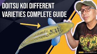 Doitsu Koi Complete Guide To The Beautiful Koi Doitsu Variety [upl. by Osmond22]