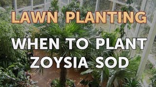 When to Plant Zoysia Sod [upl. by Tiffy]