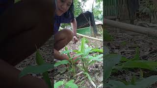 Harvesting LUYANG DILAW grandparents farming harvestandgotomarket familymembers [upl. by Haras377]