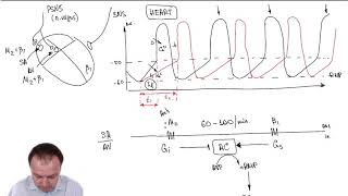 Chronotropic Effect Part 33 [upl. by Adelheid]