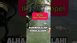 Viral  ini Umpan Kesukaan Ikan Tompel  Jenaha❗ fishing mancing mancingmania viralvideo [upl. by Anec820]