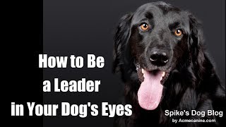 Acme Canine Being a Leader in Your Dogs Eyes [upl. by Ursuline]