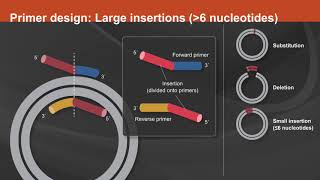 Overview of the Q5® SiteDirected Mutagenesis Kit [upl. by Noswal]