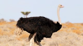 Birds of Namibia Part 1  Southern Africa [upl. by Demy]