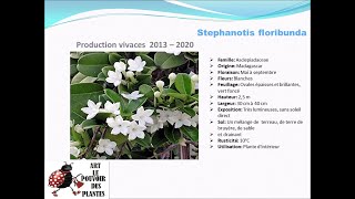 Fiche technique Stephanotis floribunda Plante dintérieur [upl. by Adore]