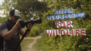 BETTER STABILISATION for WILDLIFE MONOPODE Koolehaoda  FUJI XT4  SIGMA 100400mm  BMPCC 4K [upl. by Ailahs]