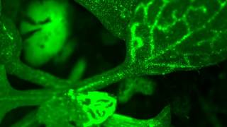 Do plants feel pain Arabidopsis calcium wave Wounding GCAMP 8fps [upl. by Huebner]