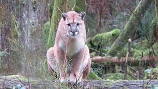 COUGAR STALKS MAN ON VANCOUVER ISLAND [upl. by Kylie688]