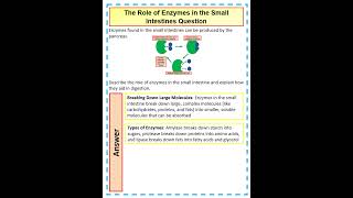 How to answer a 4 mark GCSE Biology Question on The Role of Enzymes in the Small Intestines Question [upl. by Yboc]