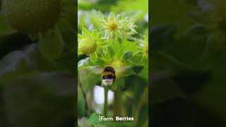 iFarm berries technology allows us to grow berries indoors everywhere verticalfarming agriculture [upl. by Albina535]