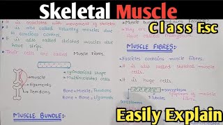 Skeletal Muscle  Ultrastructure Of Myofilament  Class 12 Biology Urdu Hindi [upl. by Akcirre]