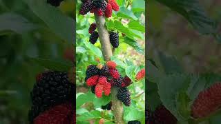 mulberry mulberrytree [upl. by Cilka]