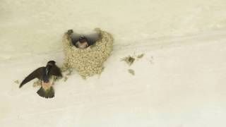 Cliff Swallows Building Nest [upl. by Reneta]