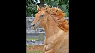 Cerulean Sunshine Yearling Video [upl. by Sucramrej]