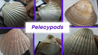 Pelecypoda  Venus Pecten Cardium Arca Ostrea  Mollusca Invertebrate Paleontology  Geology [upl. by Trebornhoj]