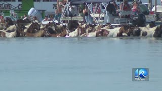 Chincoteague holds 2023 Pony Swim on Wednesday [upl. by Atiuqin793]