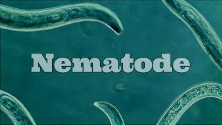 What Are Nematodes Nematode Under A Microscope [upl. by Wylma]