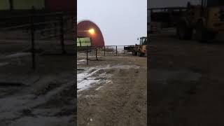 Calving Season  Moving Calves to the Hoop Barns [upl. by Lazarus]