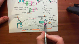 Receptor Tyrosine Kinases Part 11 [upl. by Celik]