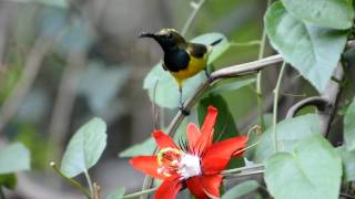 Adult male Olivebacked sunbird [upl. by Ramsay]