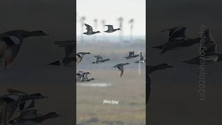 The American wigeonducks wigeon flying wildlife [upl. by Marolda]