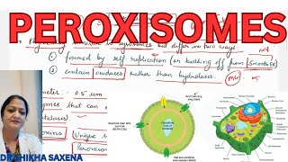 Peroxisomes Structure functions difference between lysosomes and peroxisomes [upl. by Ahtera]