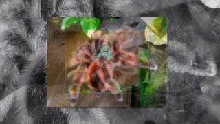 Avicularia versicolor HD picture slideshow 001 [upl. by Burnard]