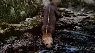 Bravery of the Pacific Northwest Weasel [upl. by Alfie]