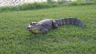 Golfing with Gators Thrilling Alligator Sighting on the Summit Resort Course in Panama [upl. by Eda]