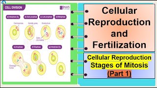 Science 7 Cellular Reproduction Stages of Mitosis Part 1 [upl. by Aerdnac528]